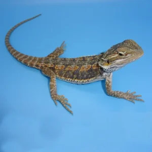 BlueBarBeardedDragonForSale