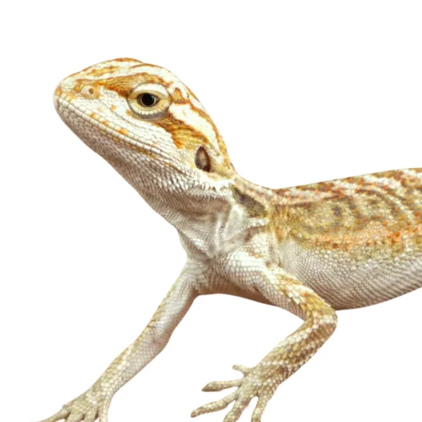 Buy Citrus Bearded Dragons