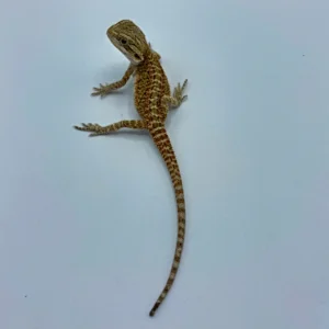 Buy Dunner Bearded Dragons 