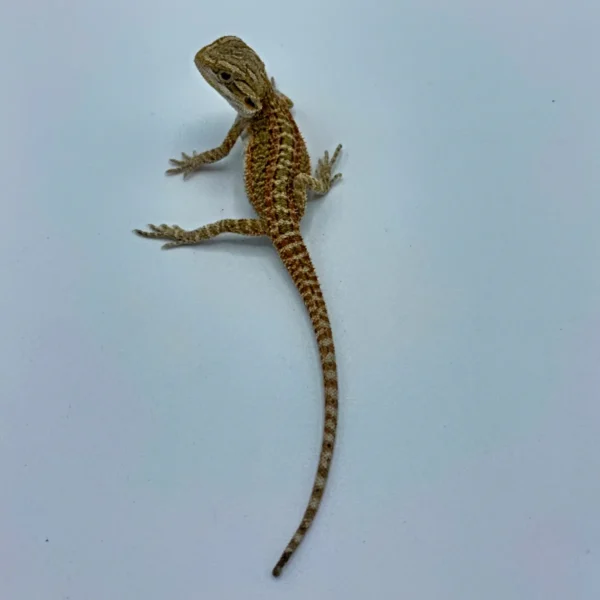 Buy Dunner Bearded Dragons 