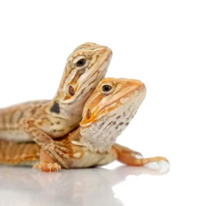 Buy Fancy Colored Bearded Dragons
