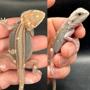 Buy High End Paradigm Bearded Dragons