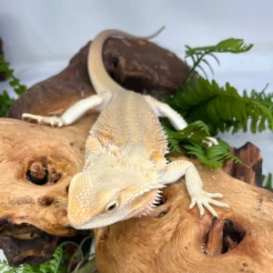 Buy Hypo Bold Citrus Bearded Dragons