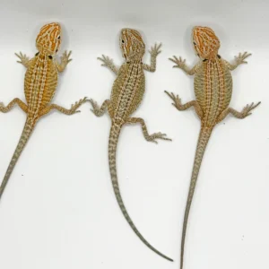 Buy Hypo Genetic Stripe Bearded Dragons