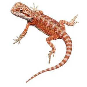 Buy Hypo Inferno Bearded Dragons