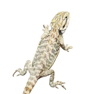 Buy Hypo Leatherback Bearded Dragons