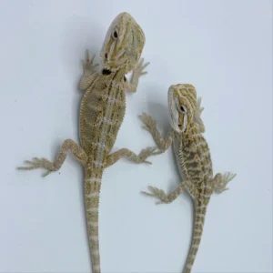 Buy Hypo Snow Bearded Dragons
