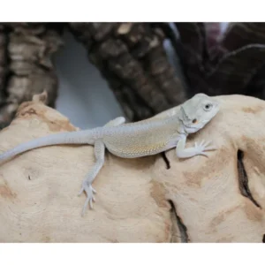 Buy Hypo Witblits Female Bearded Dragon