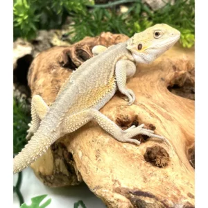 Buy Hypo Witblits Female Bearded Dragon