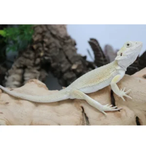 Buy Hypo Witblits Male Bearded Dragon