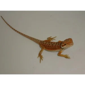 Buy Red Dunner Bearded Dragons