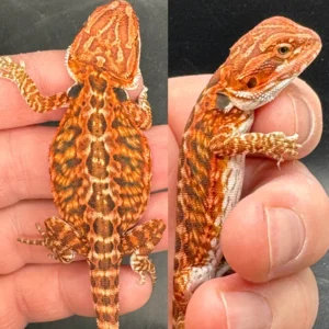 Buy Red Fire & High End Bearded Dragons