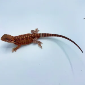 Buy Red Hypo Translucent Bearded Dragon