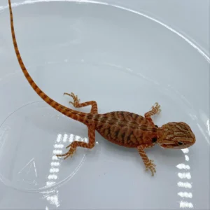 Buy Red Translucent Bearded Dragons