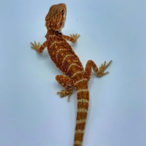 Buy Super Red Bearded Dragon