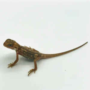 Buy Translucent Pied Bearded Dragons