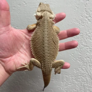Buy Witblits Bearded Dragons