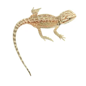 Citrus Dunner Bearded Dragons For Sale