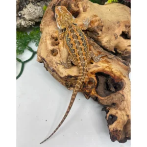 Buy Dunner Female Bearded Dragon