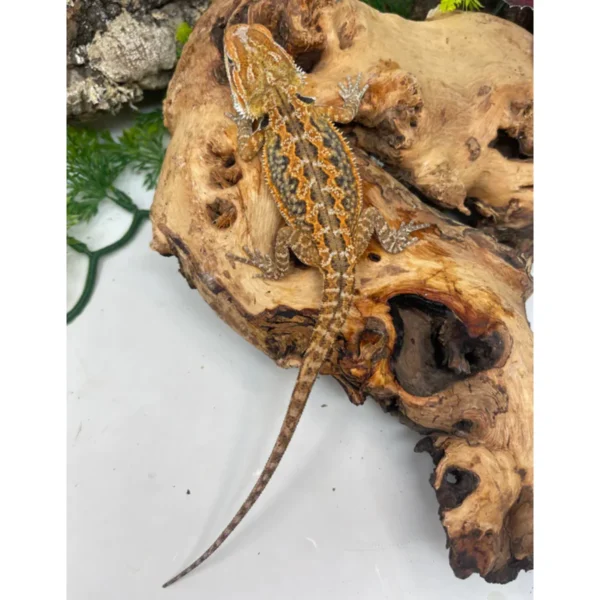 Buy Dunner Female Bearded Dragon