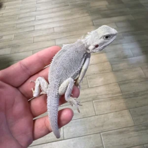 Extreme Hypo Zero Bearded Dragons For Sale