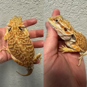 Female 9" Red Leatherback Dragon For Sale
