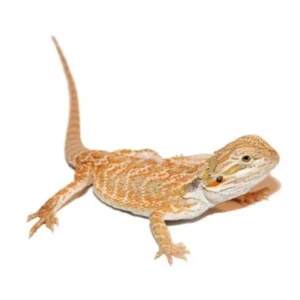 Fire Hypo Bearded Dragons For Sale
