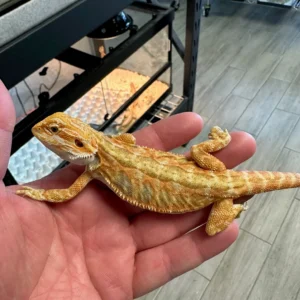 Gorgeous Citrus-Red Leatherback Bearded Dragon For Sale