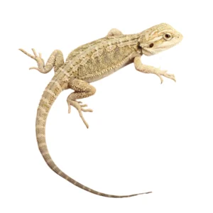 Hypo Citrus Bearded Dragons For Sale