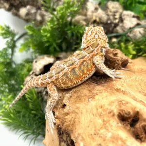 Buy Hypo Female Bearded Dragon