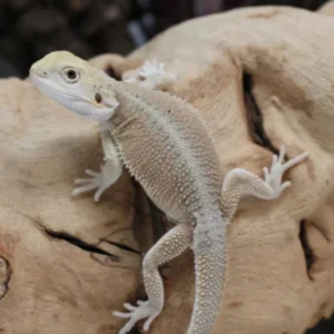 Hypo Witblits Male Bearded Dragon For Sale