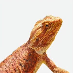 ADULT Mixed Colored Bearded Dragons For Sale