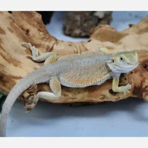 Buy Witblits Bearded Dragons