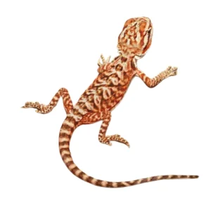 Inferno Leatherback Bearded Dragons For Sale