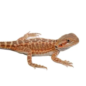 Leatherback Bearded Dragons For Sale