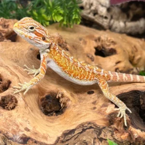 Leatherback Orange Tang Hypo Bearded Dragon For Sale