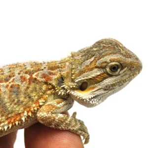 Normal Bearded Dragons For Sale