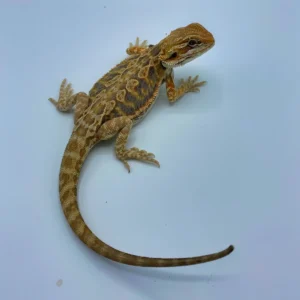 Purple Tiger Citrus Leatherback Bearded Dragon For Sale