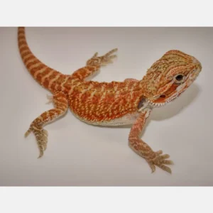 Buy Red Bearded Dragons