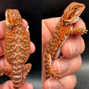 Red Fire Female Bearded Dragon For Sale