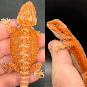 Red Hypo Fire Female Bearded Dragon For Sale