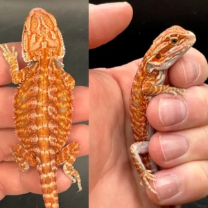 Red Hypo Fire Female Bearded Dragon