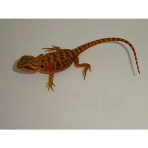 Super Hypo Red Translucent Bearded Dragon For Sale