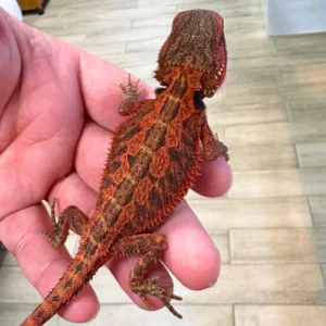 Super Red Fire Translucent Bearded Dragons For Sale