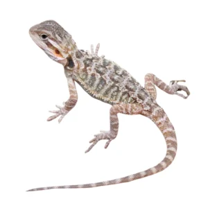 Translucent Bearded Dragons For Sale