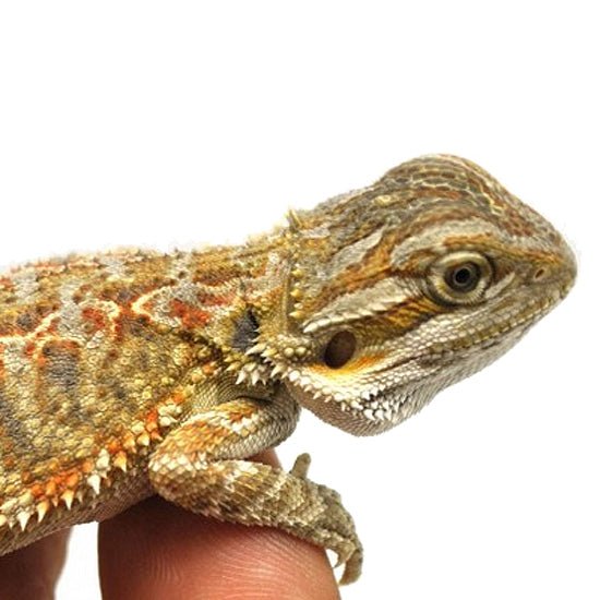Strictly Reptiles Normal Bearded Dragon 5-6 Inch Well Started