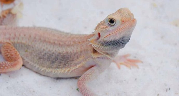 Hypo Witblits Bearded Dragon