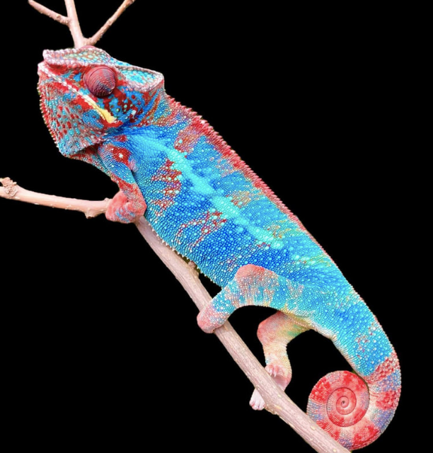 Ambilobe Panther Chameleon