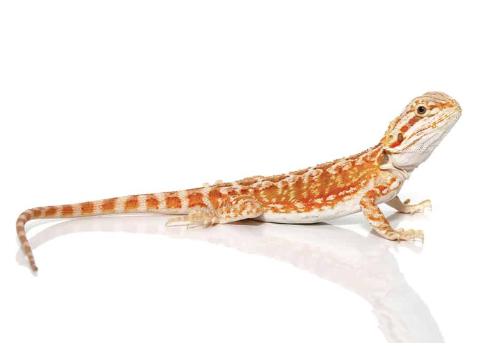 Eastern Bearded Dragon