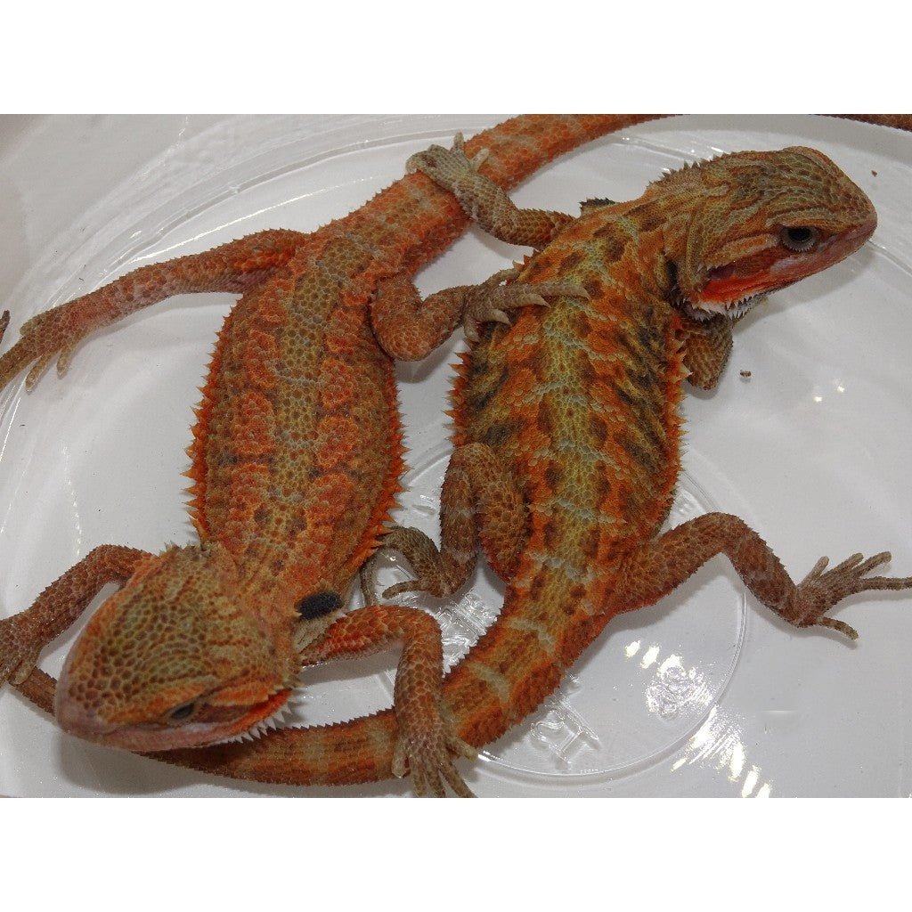 Strictly Reptiles Captive Bred Red Bearded Dragon Pet Lizard - Image 2